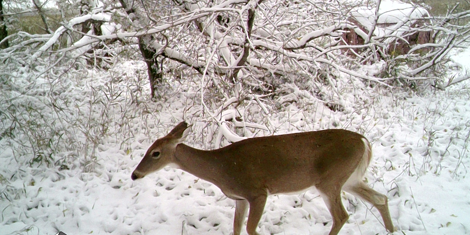 Doe on Camera with Blind Snow